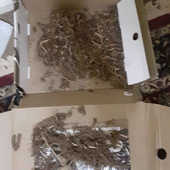 Good quality ginseng $400 pound dry - Picture 1 of 3